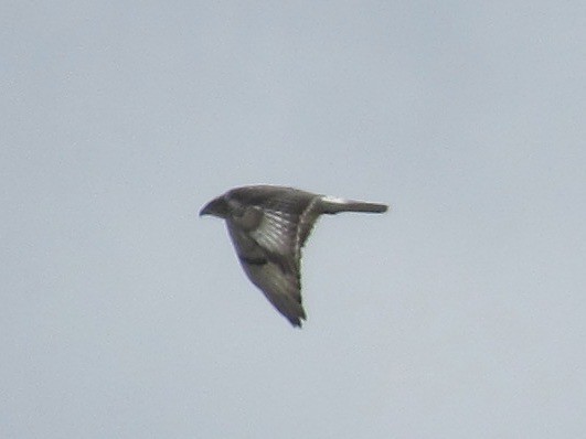 Ferruginous Hawk - ML622720537