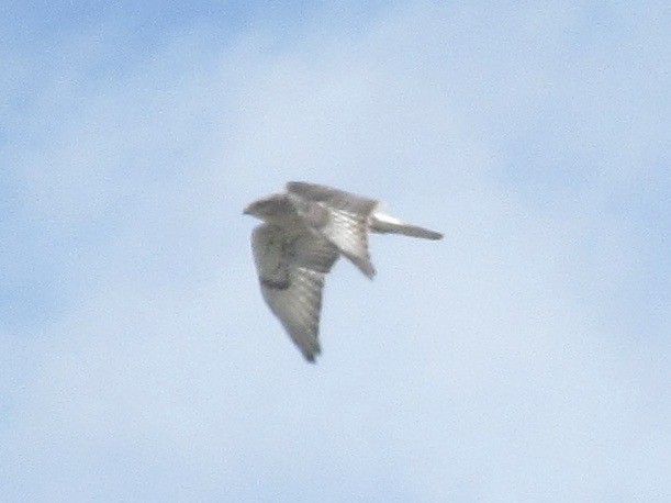 Ferruginous Hawk - ML622720538