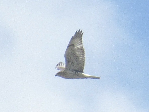 Ferruginous Hawk - ML622720539