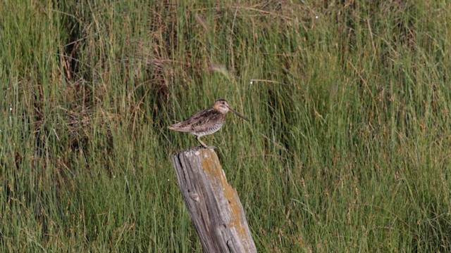 Wilson's Snipe - ML622720568