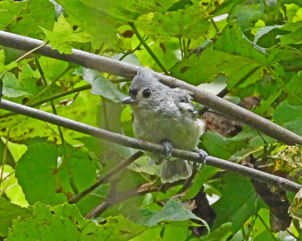 Tufted Titmouse - Aubrey Merrill