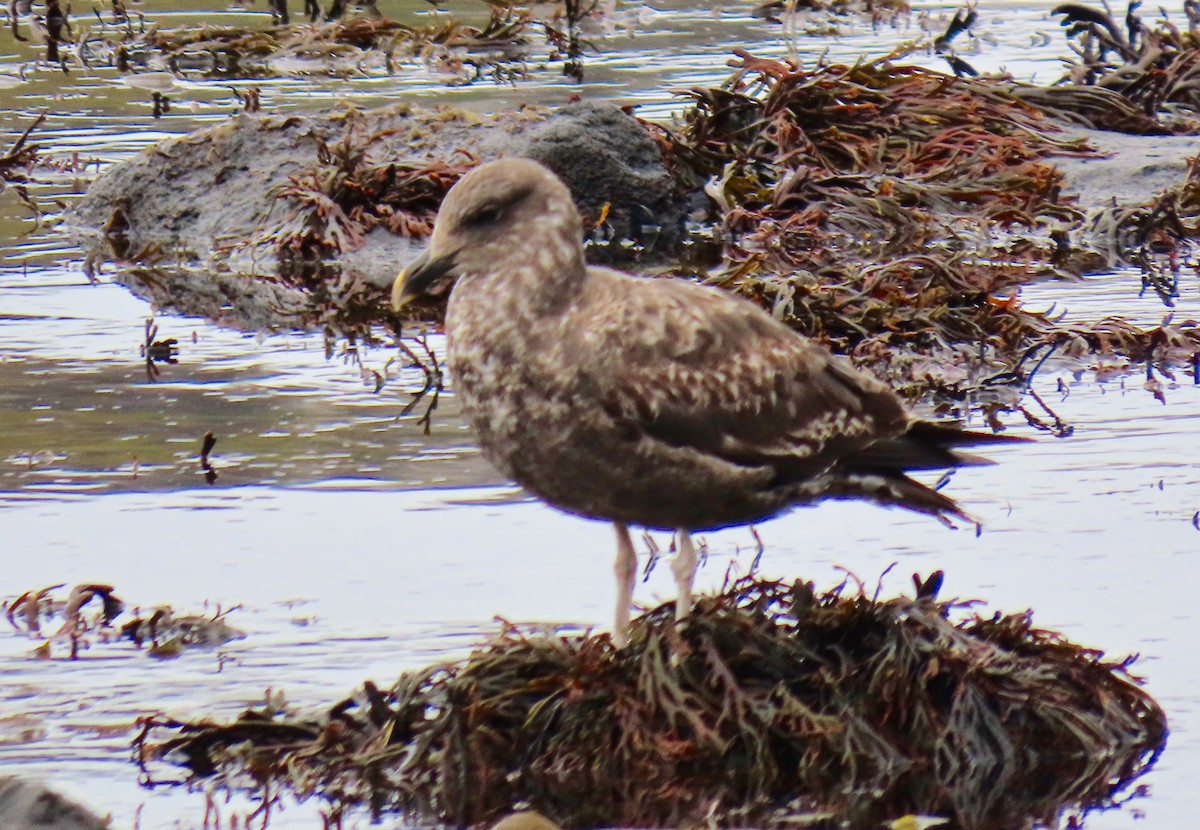 Kelp Gull - Petra Clayton