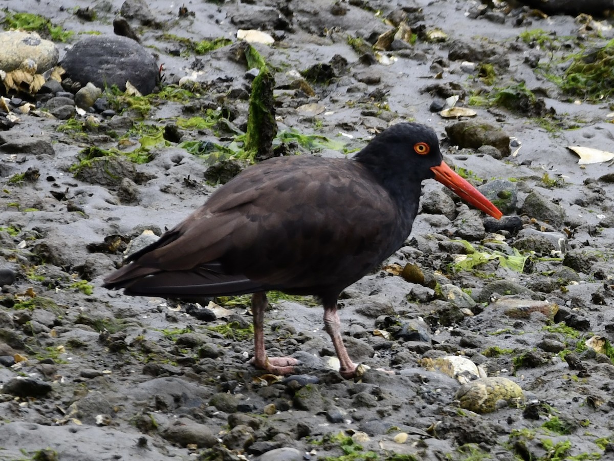 Black Oystercatcher - ML622720812