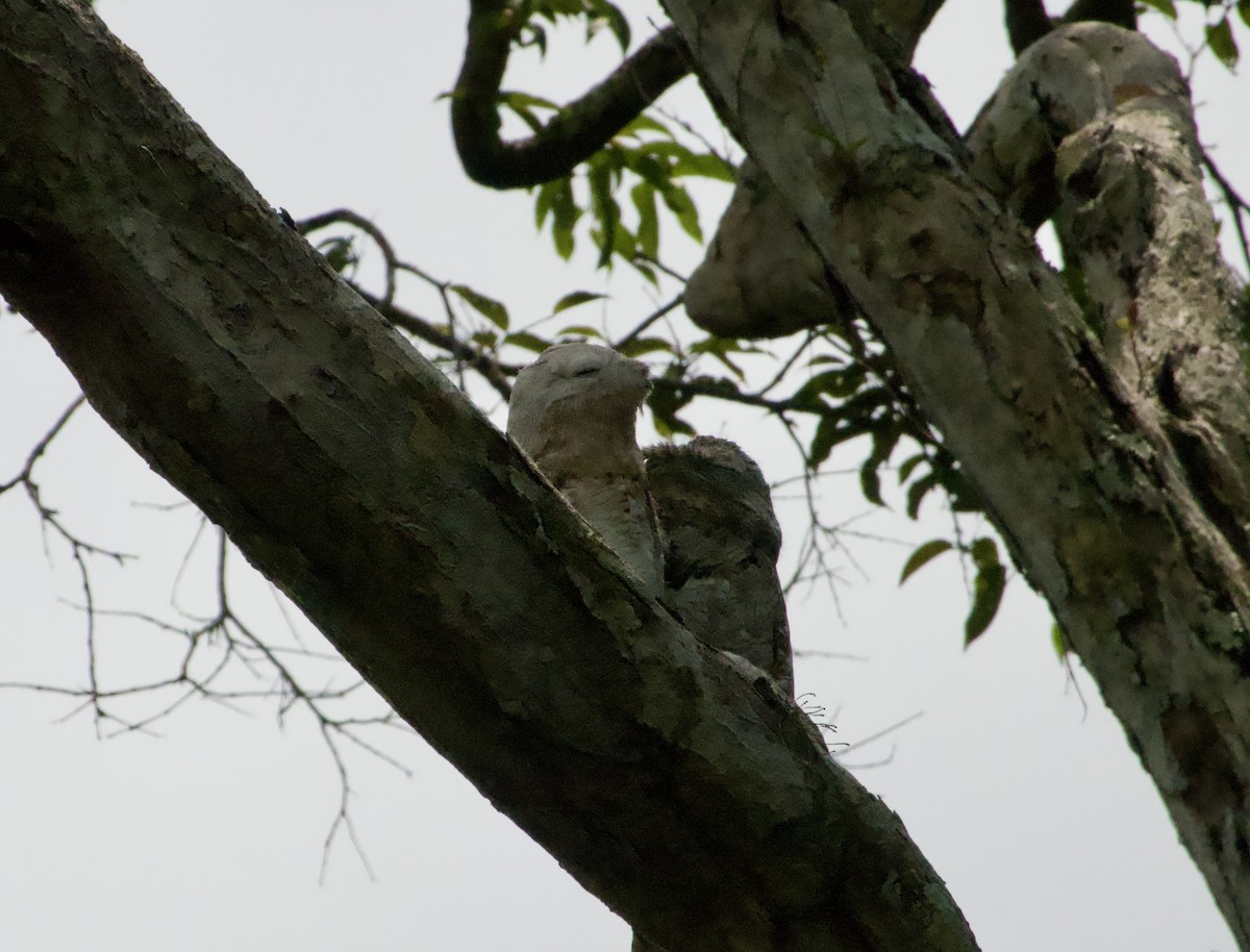 Great Potoo - ML622720832