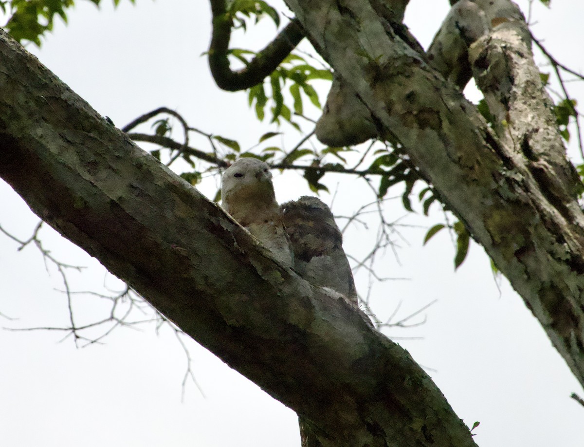 Great Potoo - ML622720833