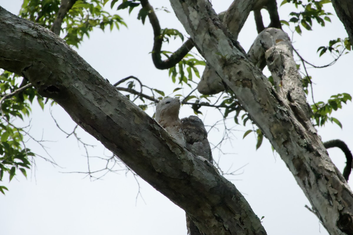 Great Potoo - ML622720834