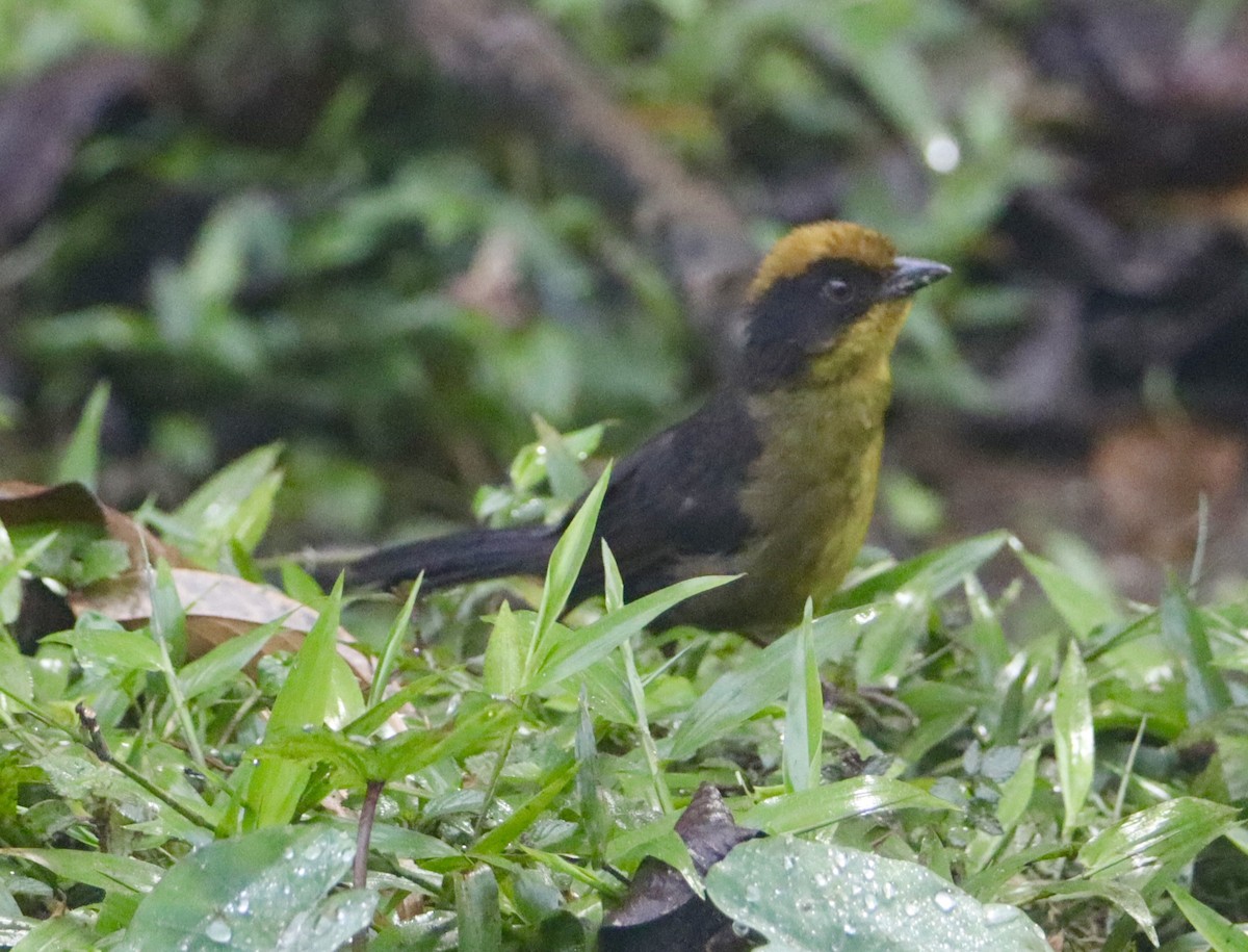 Tricolored Brushfinch - Russell Hillsley