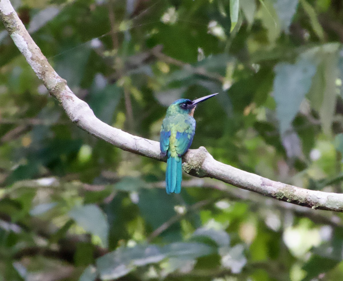 Green-tailed Jacamar - ML622720885