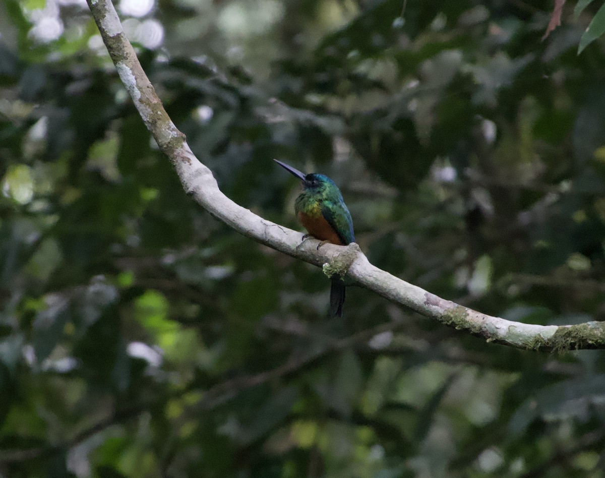 Green-tailed Jacamar - Frances Oliver