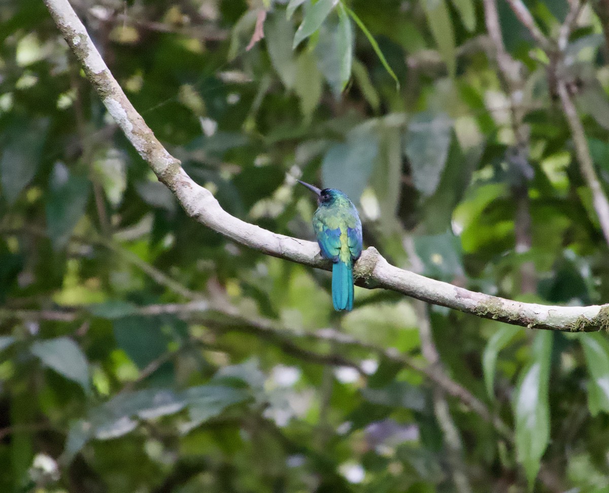 Green-tailed Jacamar - ML622720889