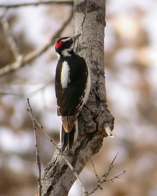 Hairy Woodpecker - Brennan Mulrooney