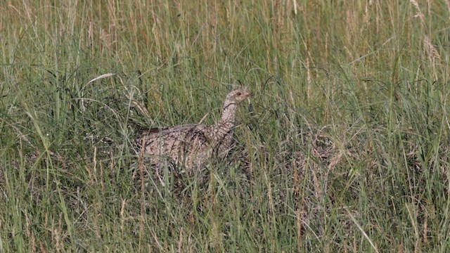 Sharp-tailed Grouse - ML622720956