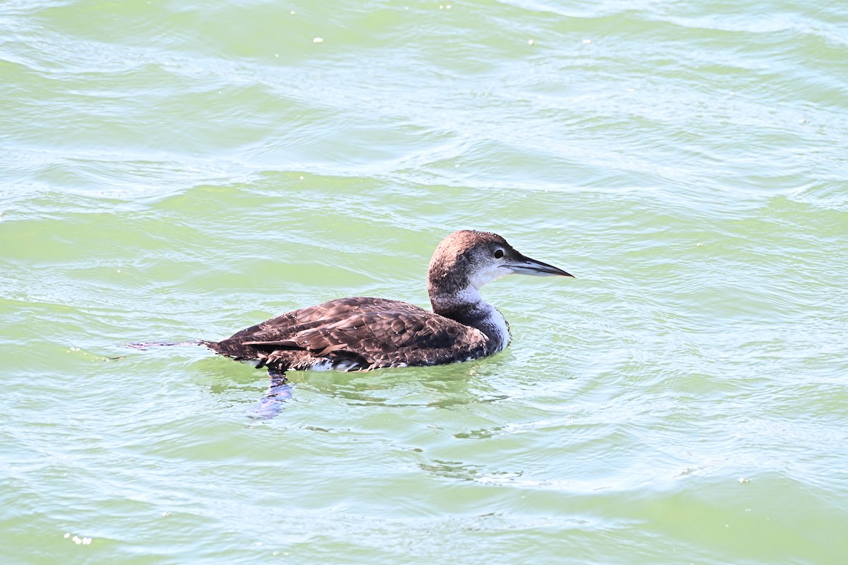 Common Loon - ML622720980