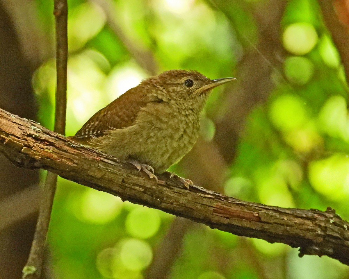 Carolina Wren - Aubrey Merrill