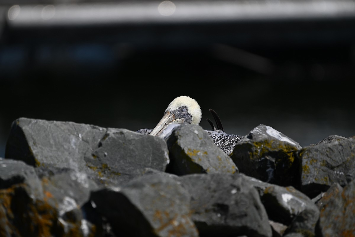 Brown Pelican - ML622721015