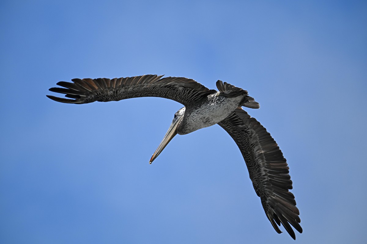 Brown Pelican - ML622721017