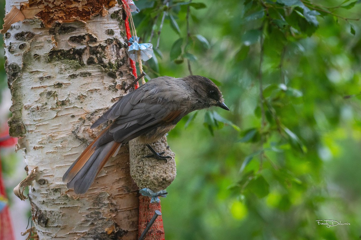 Siberian Jay - Frantz Delcroix (Duzont)