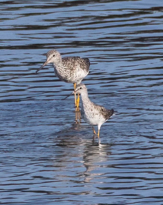 gulbeinsnipe - ML622721042