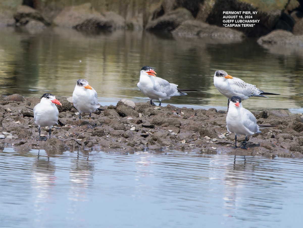 Caspian Tern - jeff lubchansky