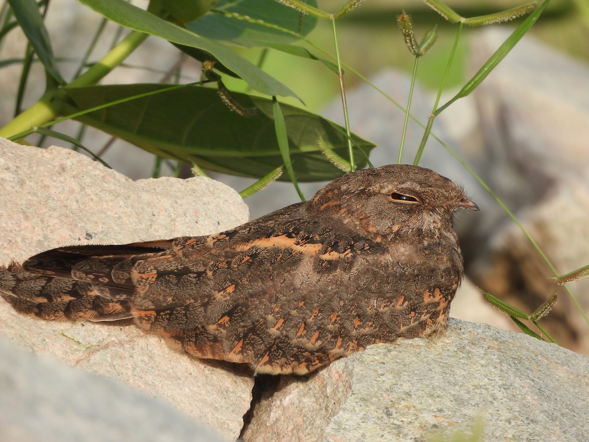 Savanna Nightjar - ML622721100