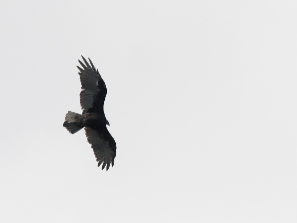 Turkey Vulture - ML622721101