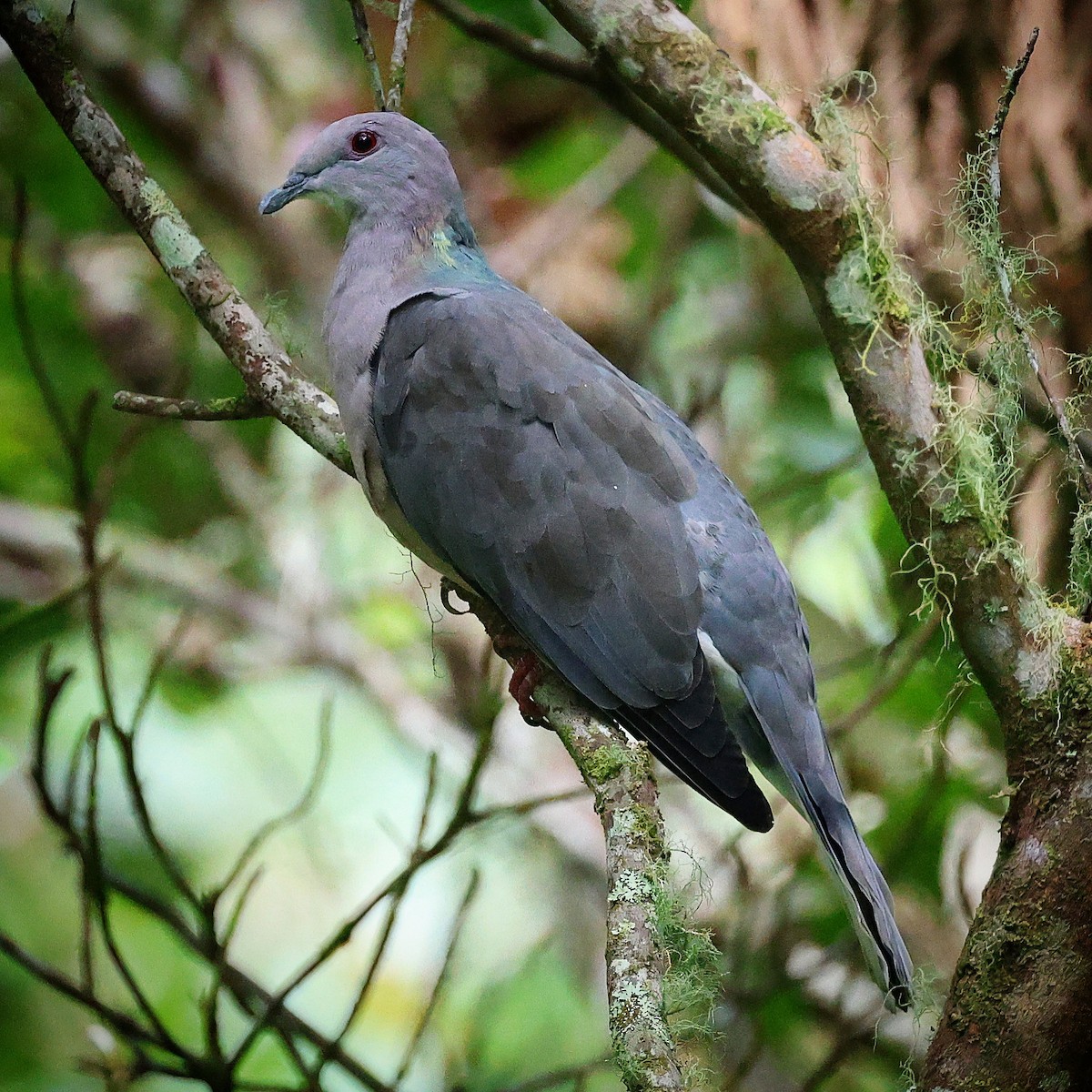 Ring-tailed Pigeon - ML622721104