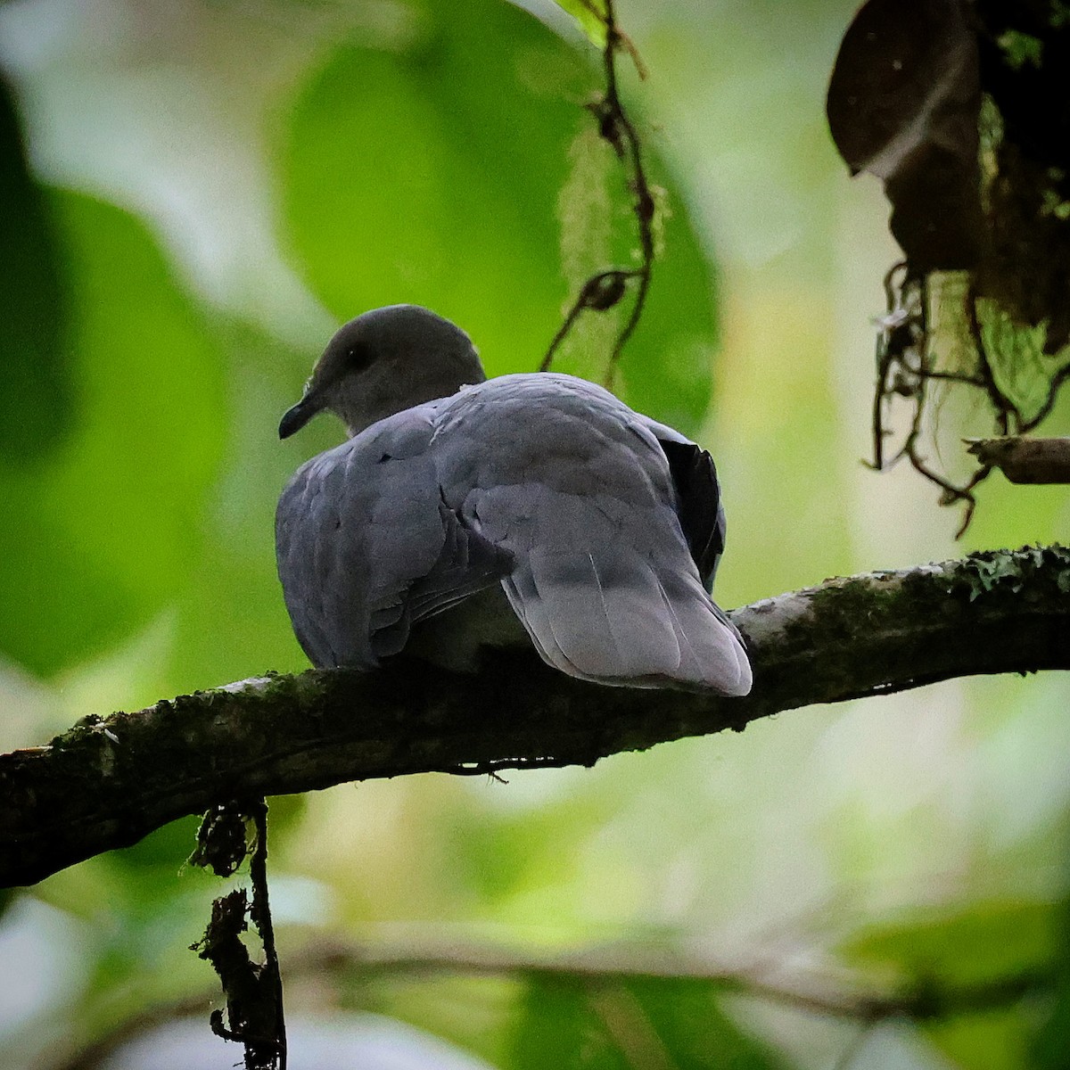 Ring-tailed Pigeon - ML622721105