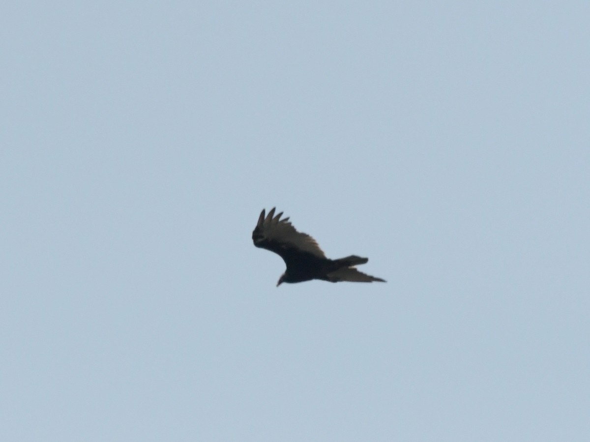 Turkey Vulture - ML622721106