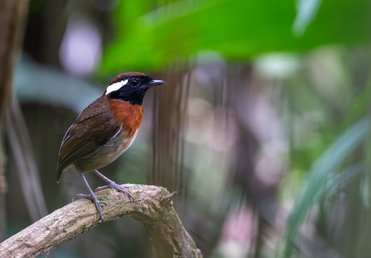Chestnut-belted Gnateater - ML622721114
