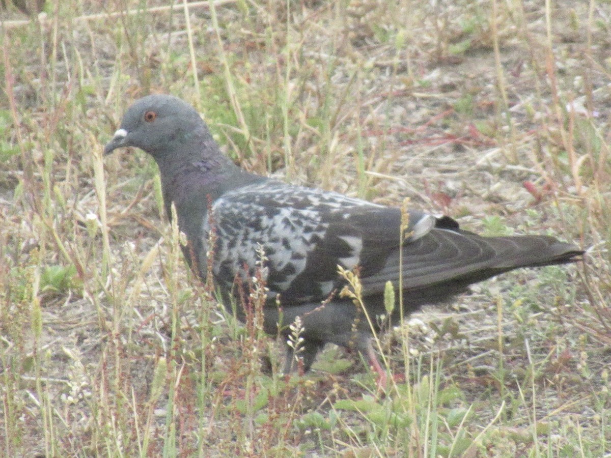 カワラバト（ドバト、家畜型） - ML622721292