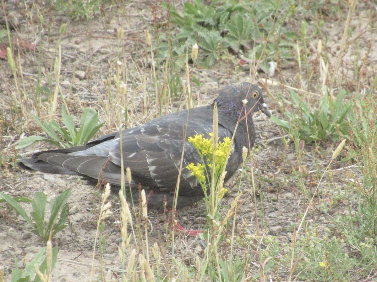 カワラバト（ドバト、家畜型） - ML622721293