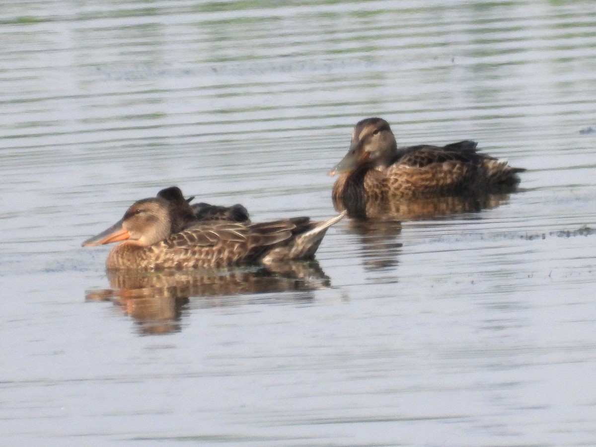 Northern Shoveler - Ted Hogg