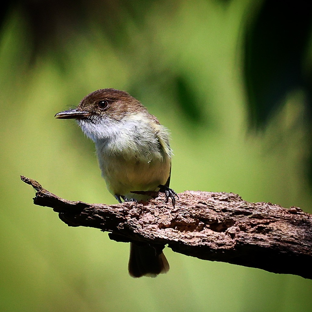 Sad Flycatcher - ML622721358