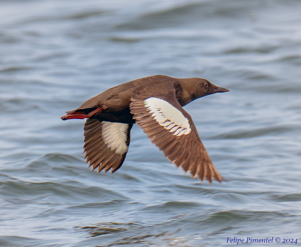 Black Guillemot - ML622721372