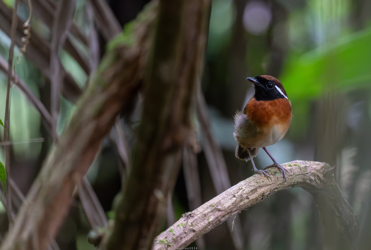 Chestnut-belted Gnateater - ML622721387