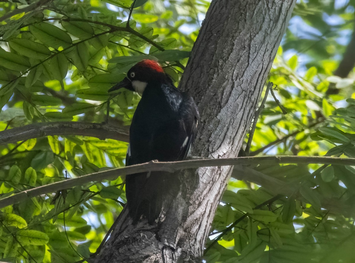 Acorn Woodpecker - ML622721500