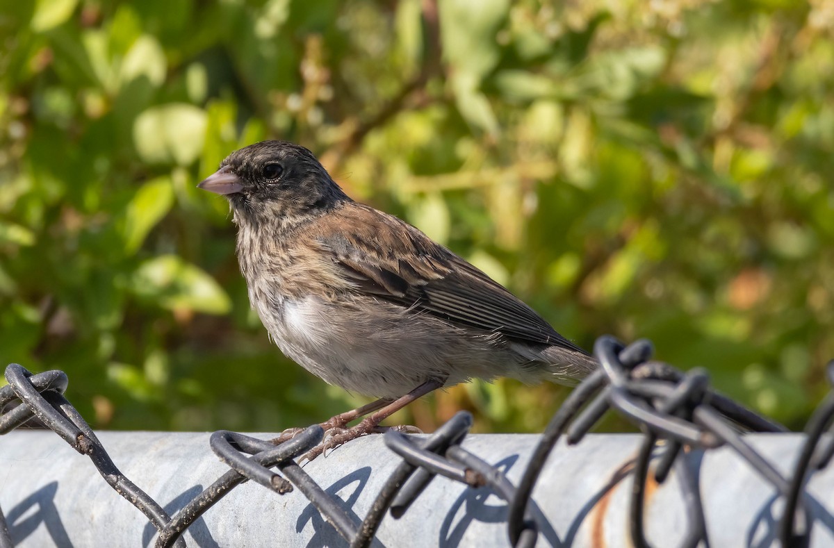 Dark-eyed Junco - ML622721505