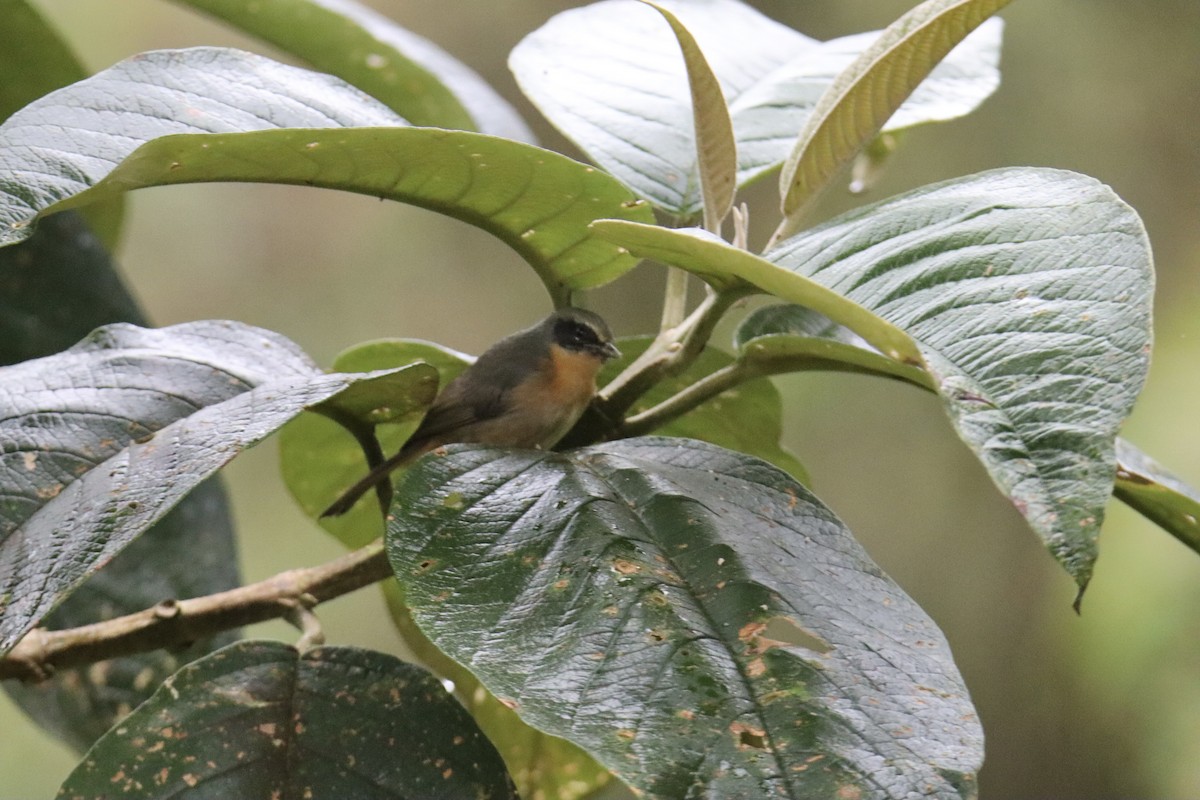 Hemispingo Orejinegro (grupo melanotis) - ML622721518