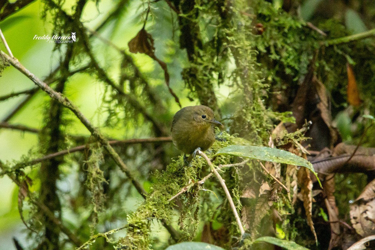 Slaty Antwren - ML622721697