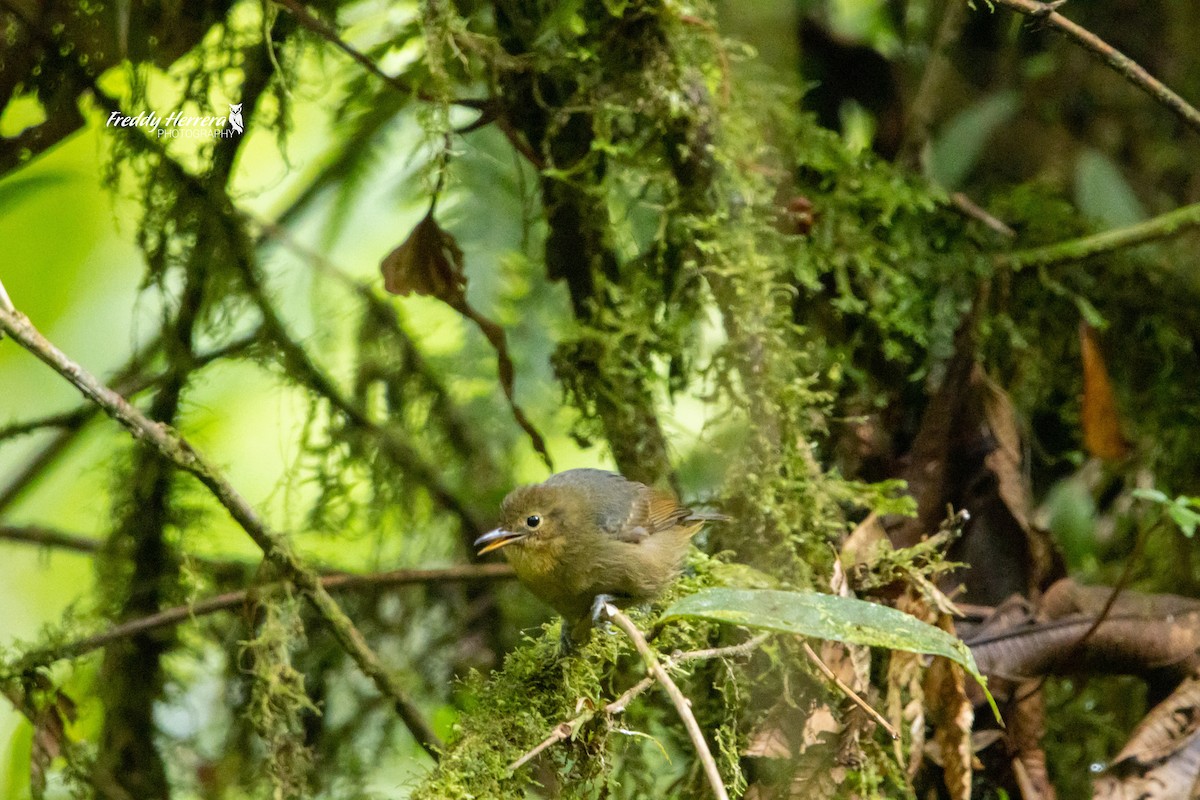 Slaty Antwren - ML622721698