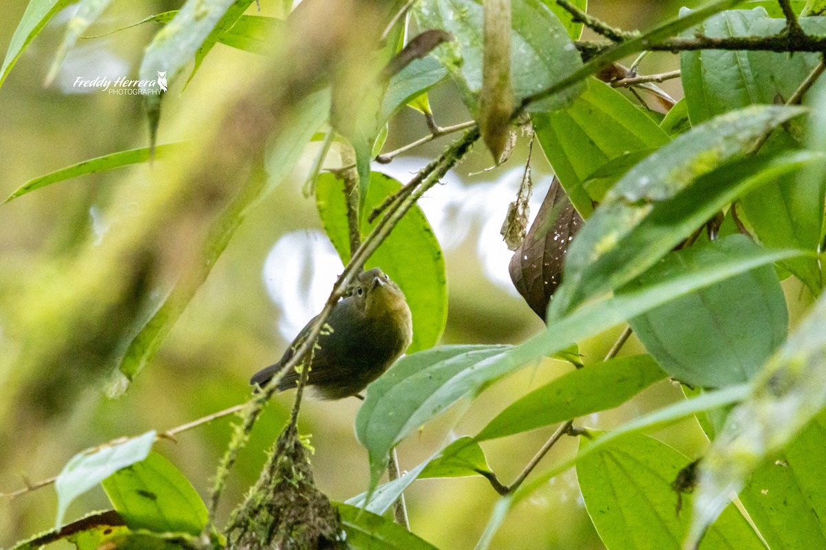 Slaty Antwren - ML622721820