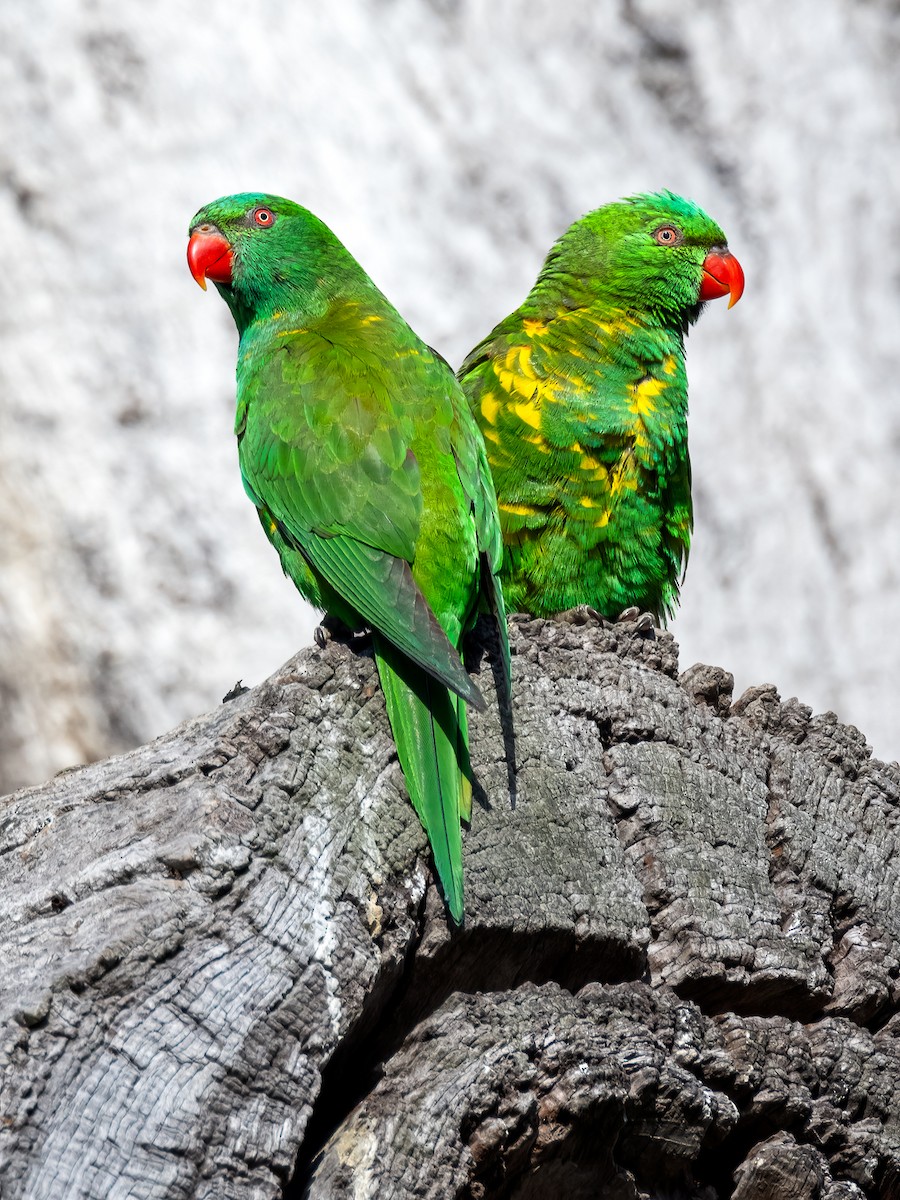 Scaly-breasted Lorikeet - ML622721825