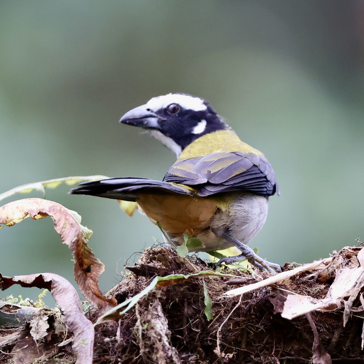 Black-winged Saltator - ML622721841