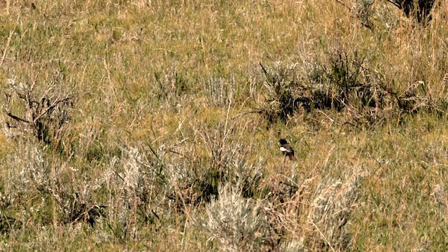 Chestnut-collared Longspur - ML622721853