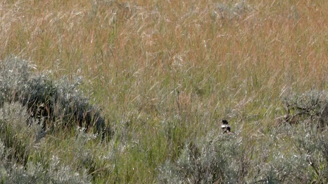 Chestnut-collared Longspur - ML622721896