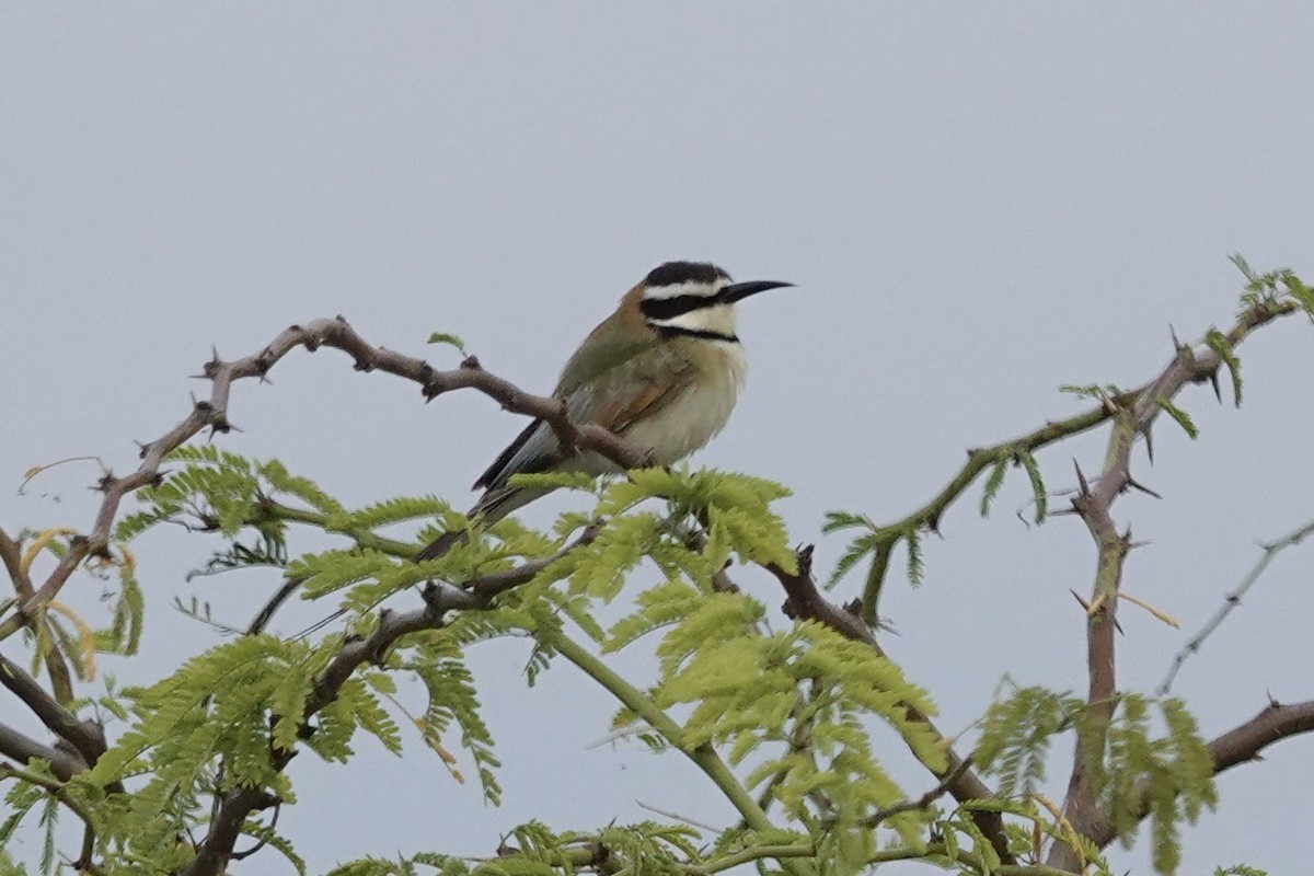 White-throated Bee-eater - ML622721931