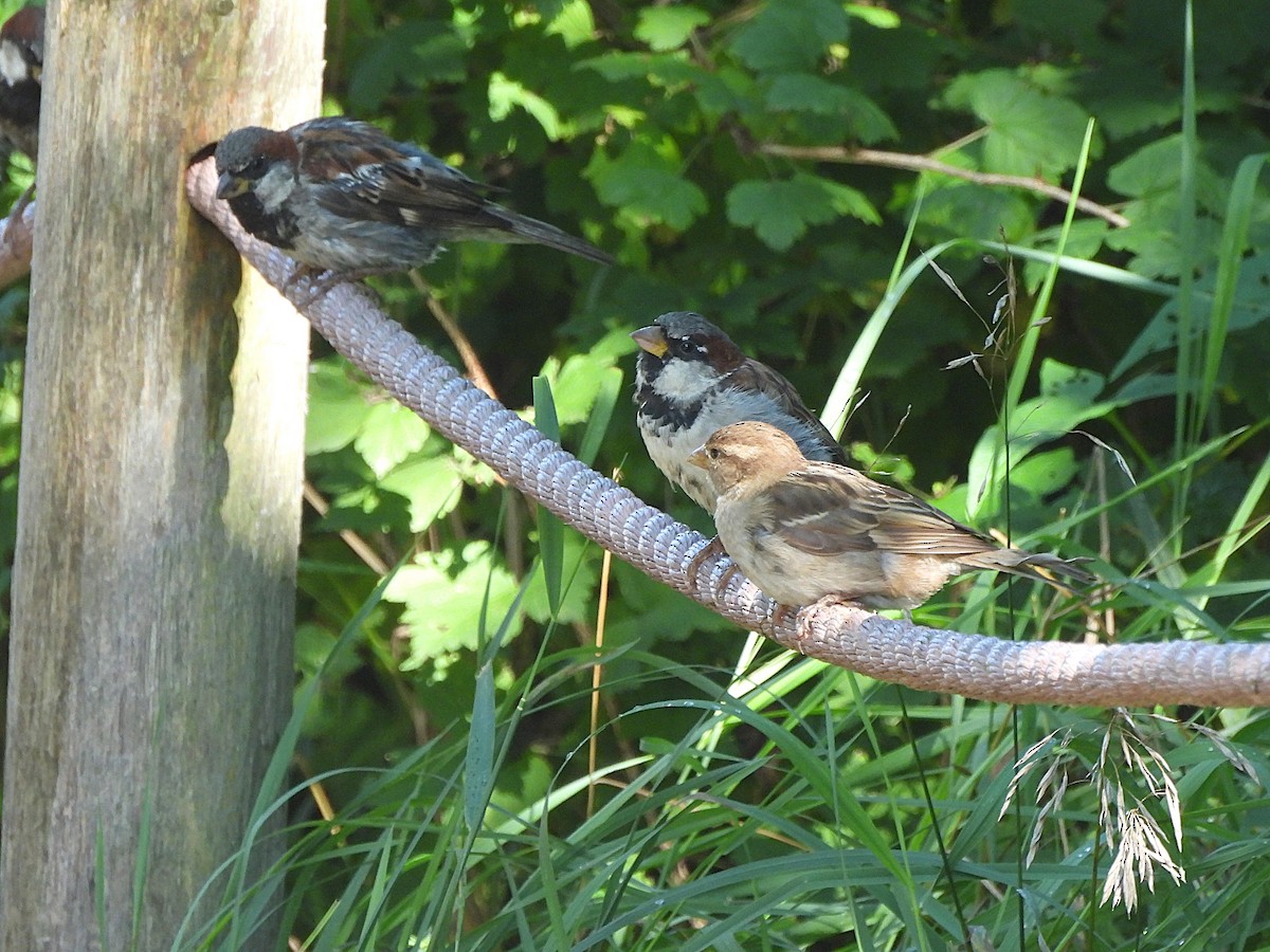 House Sparrow - Tracee Fugate