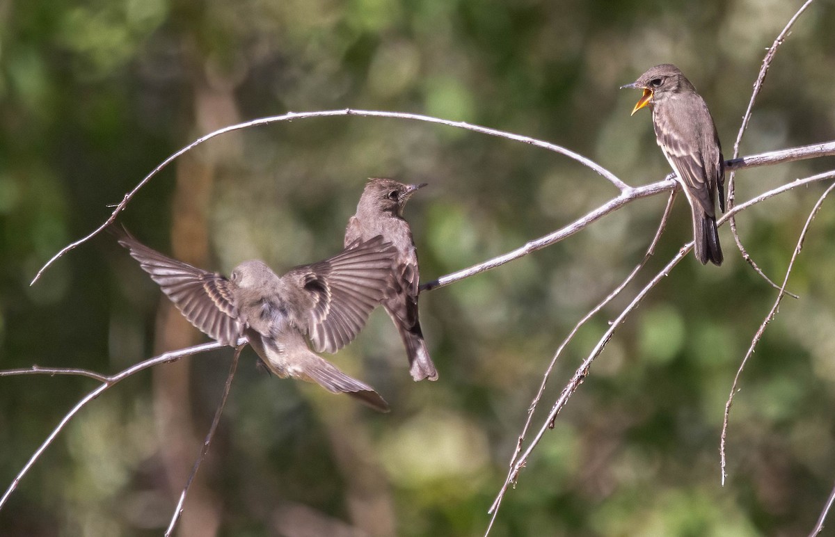 Western Wood-Pewee - ML622721950