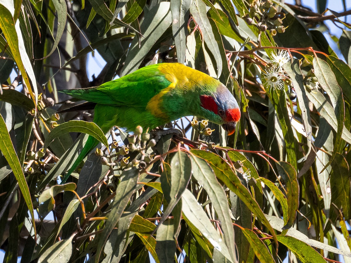 Musk Lorikeet - ML622722250