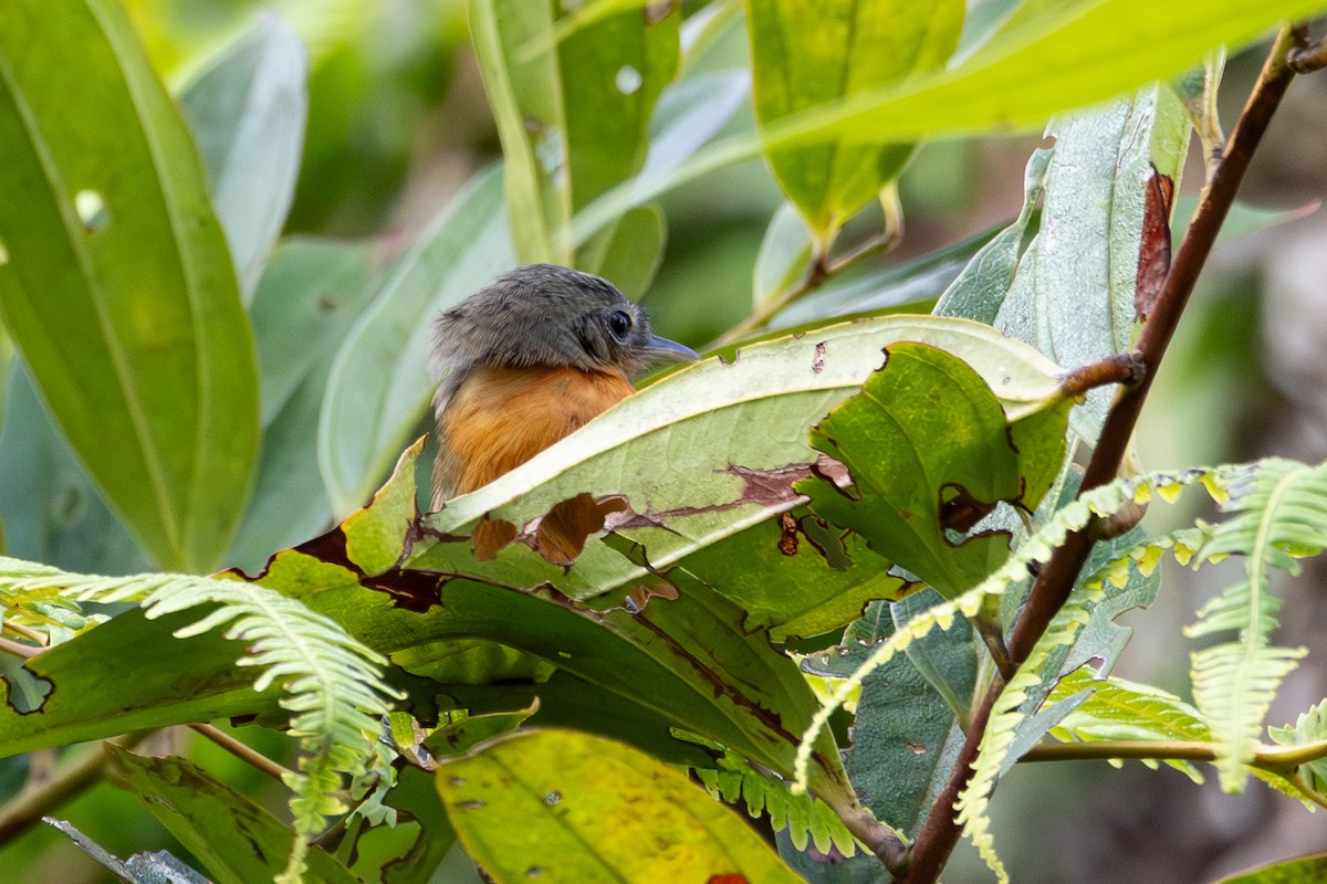 Parker's Antbird - ML622722313